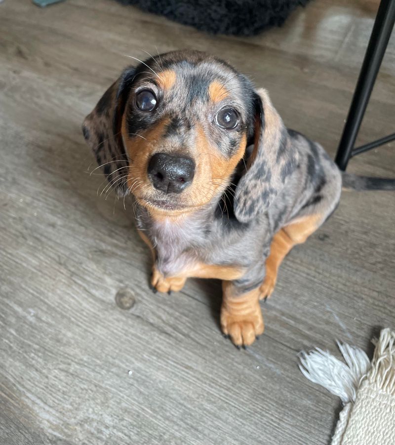 Buddy - Dachshund