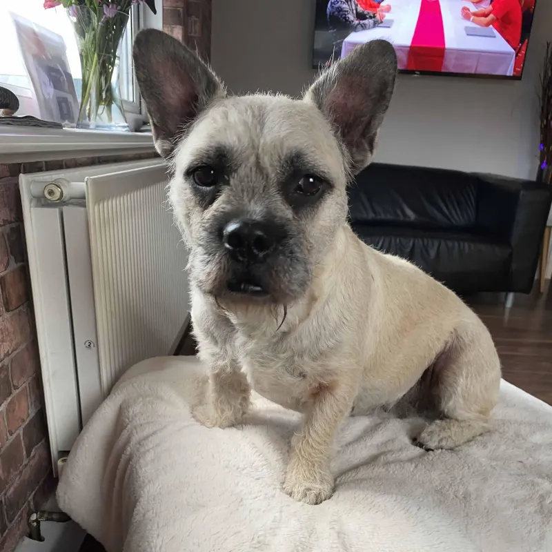 Buddy the Border Terrier-Bulldog Mix