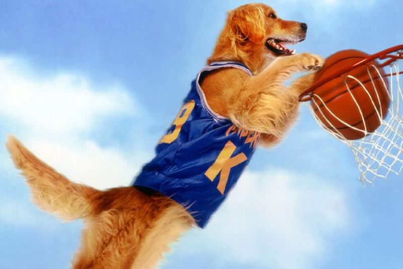 Buddy, the Canine Actor