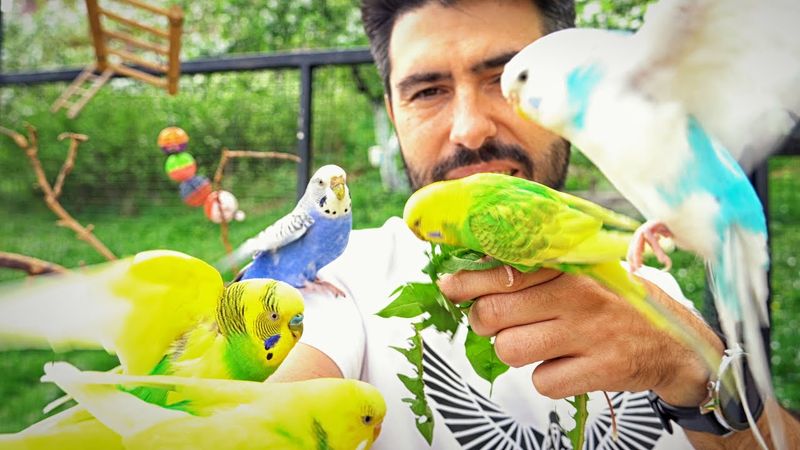 Budgerigar