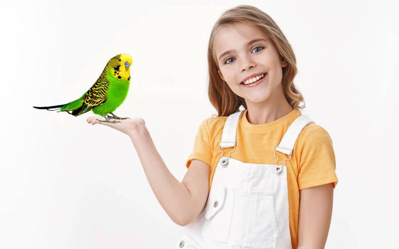 Budgerigar (Budgie)