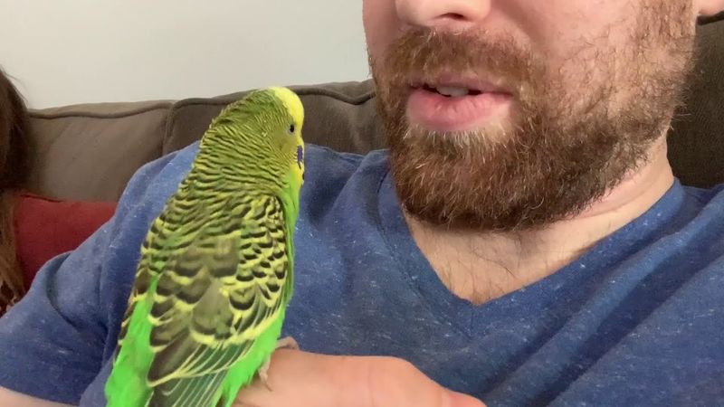 Budgerigar