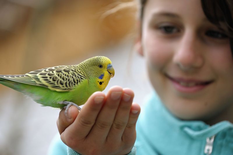 Budgerigars: Chirpy Companions