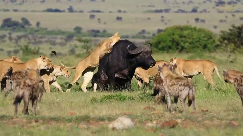 Buffalo