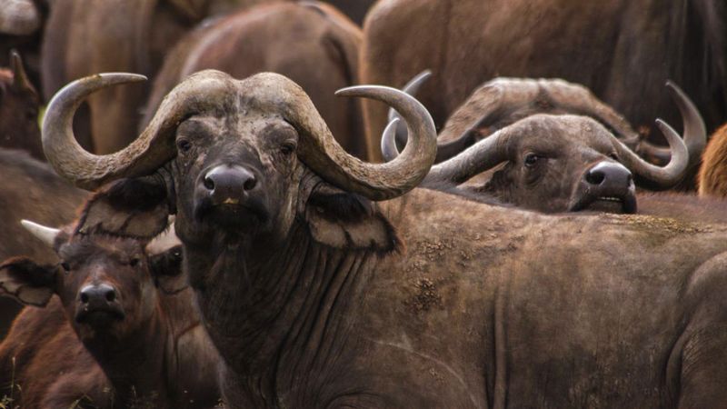 Buffalo