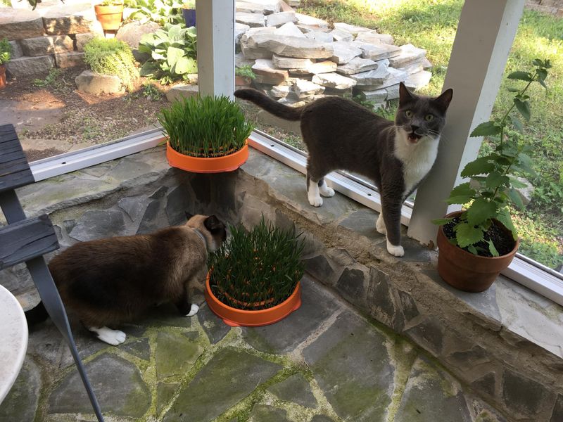 Build a Cat Garden