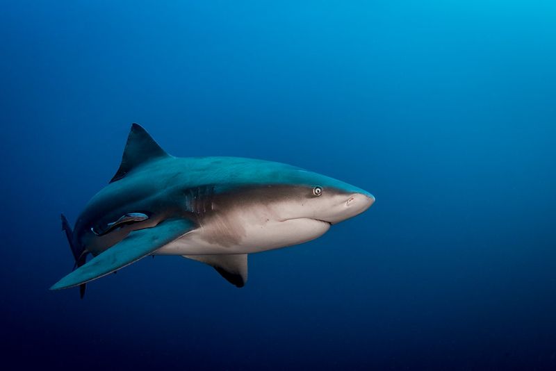 Bull Shark