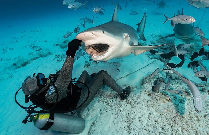 Bull Shark