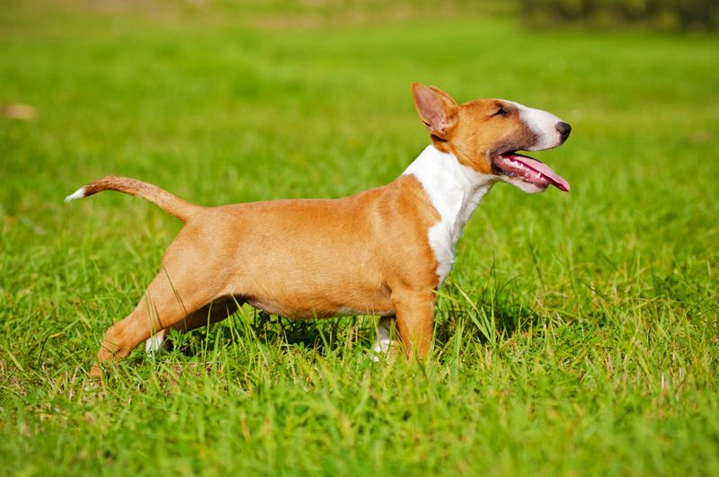 Bull Terrier