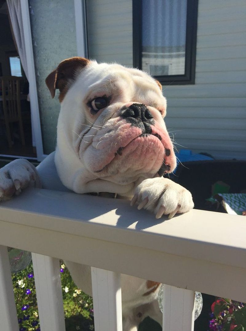 Bulldog