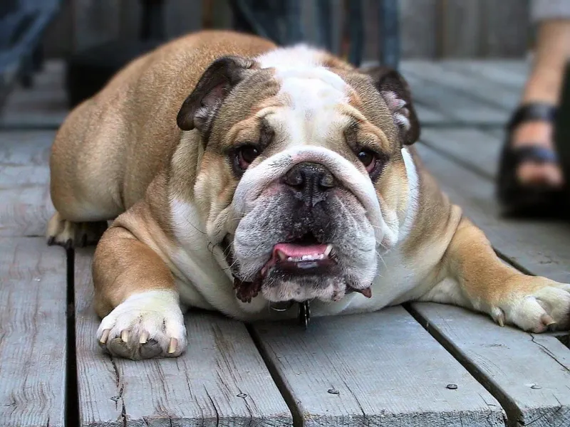 Bulldog