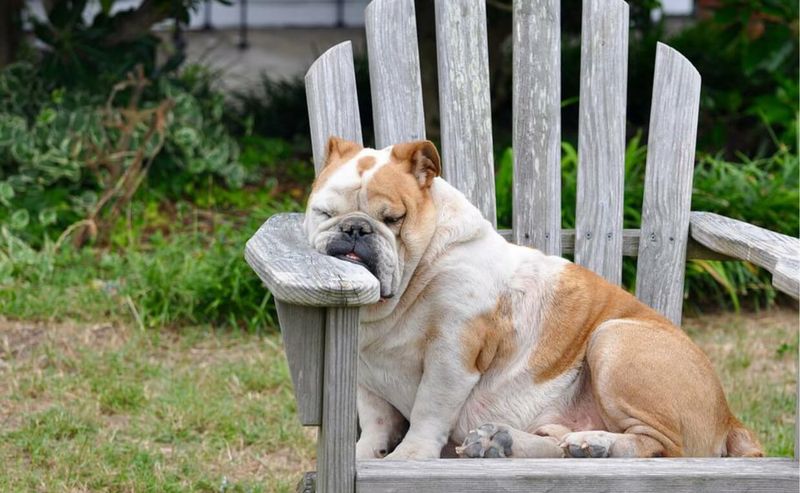 Bulldog