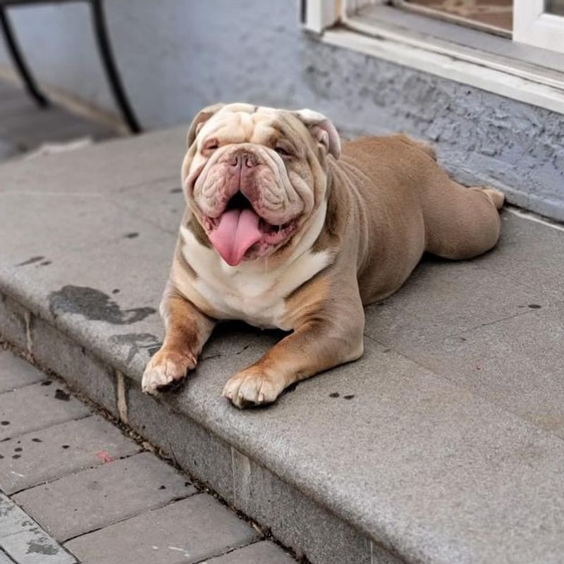 Bulldog