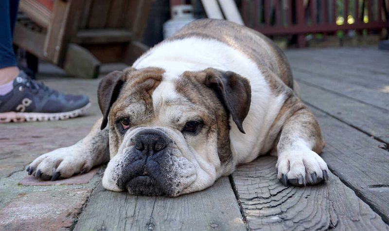 Bulldog