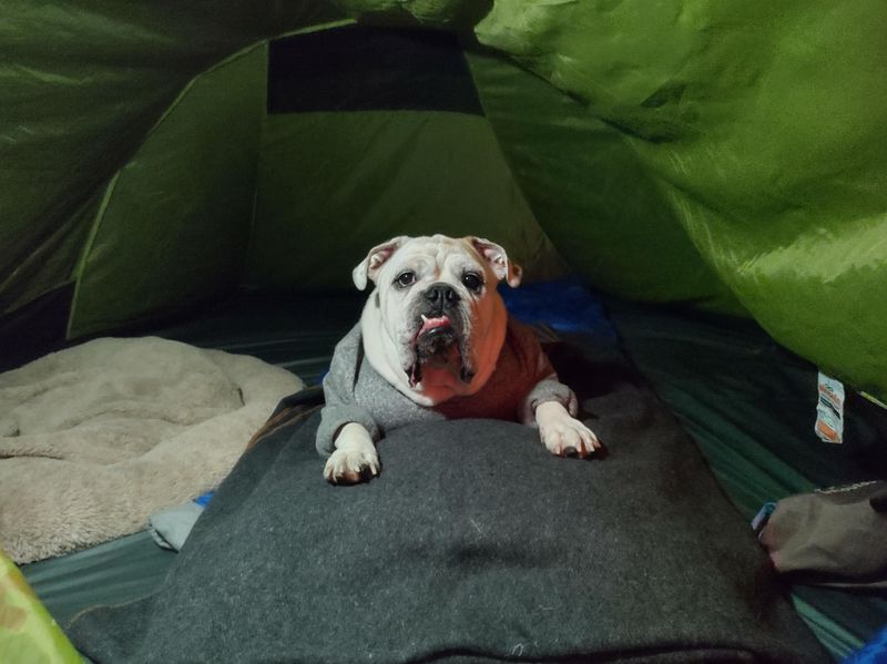 Bulldog