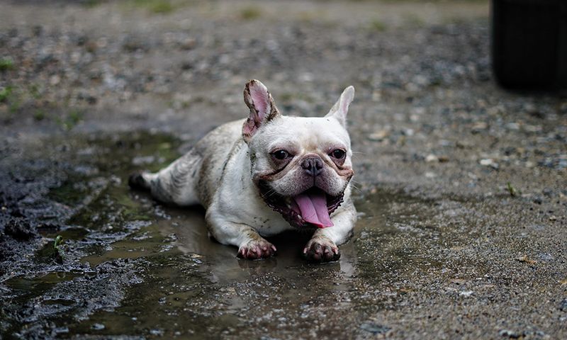 Bulldog