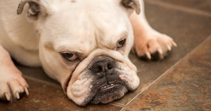 Bulldog