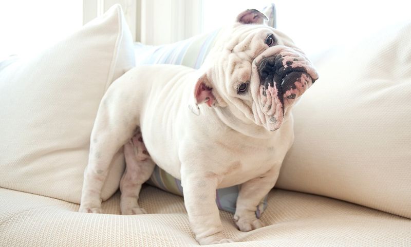 Bulldog
