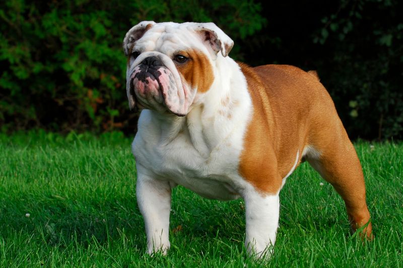 Bulldog