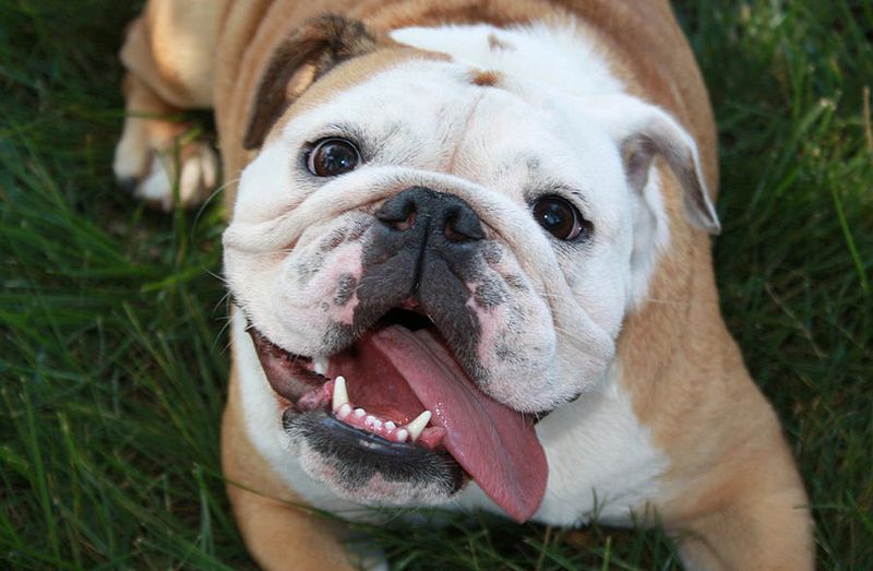 Bulldog