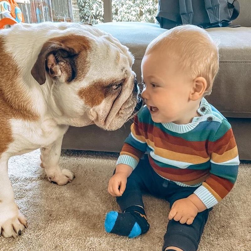 Bulldog