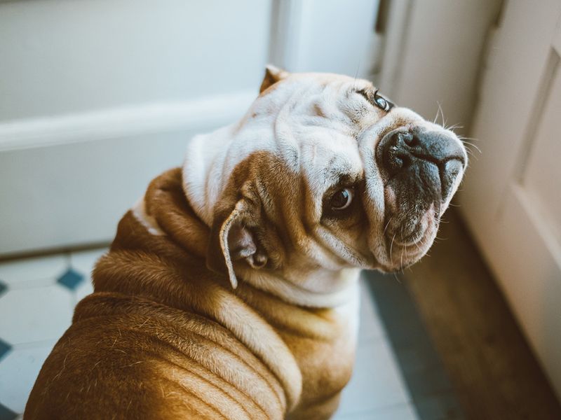 Bulldog