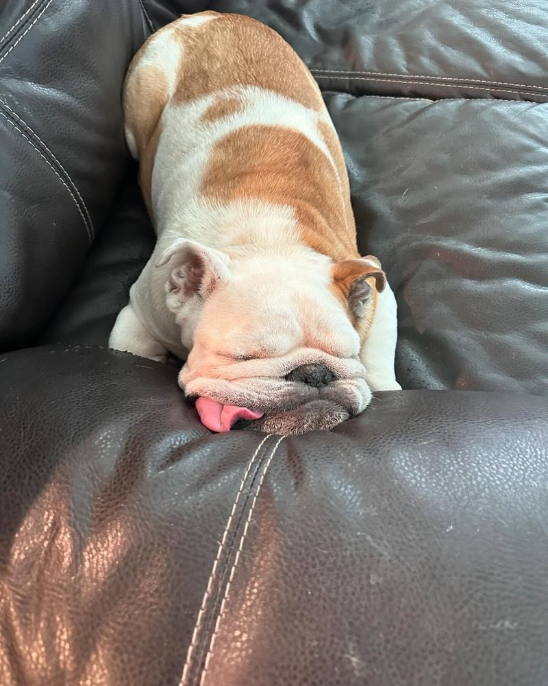 Bulldog
