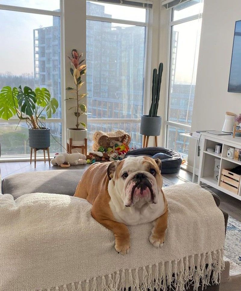 Bulldog