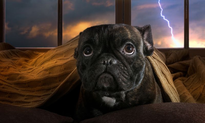 Bulldog