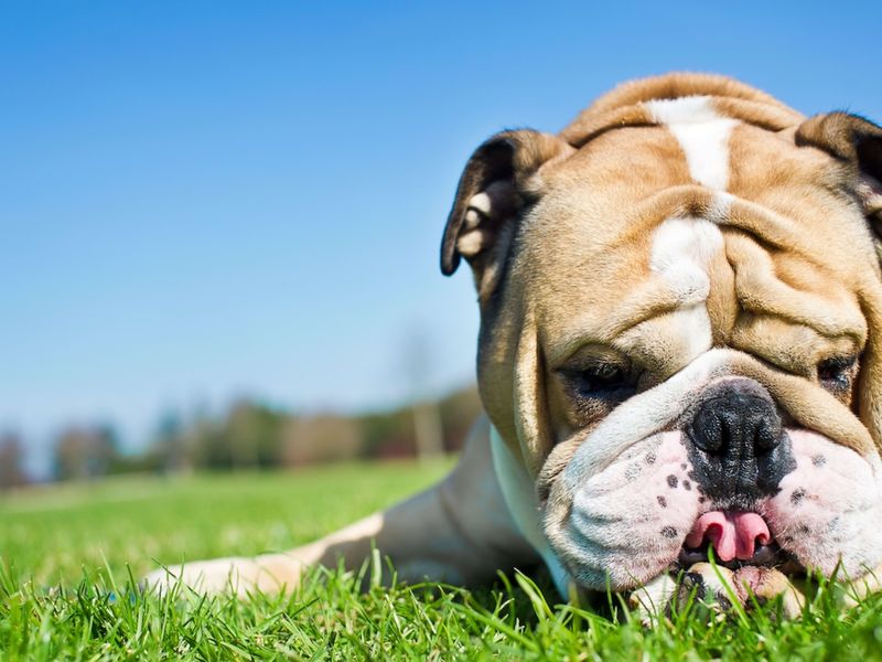 Bulldog