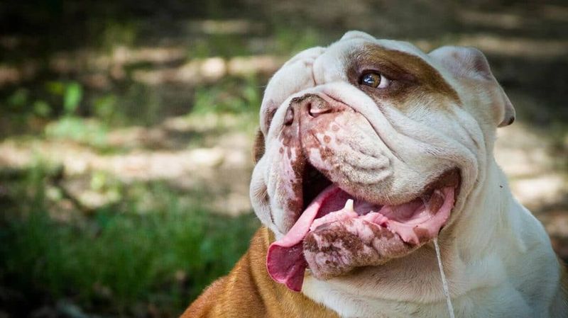 Bulldog