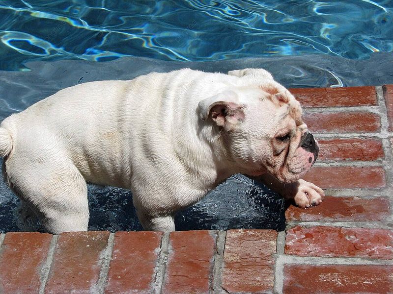 Bulldog
