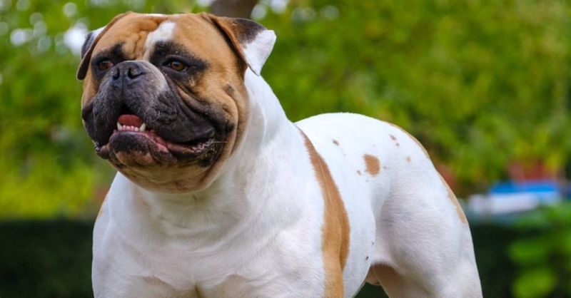 Bulldog