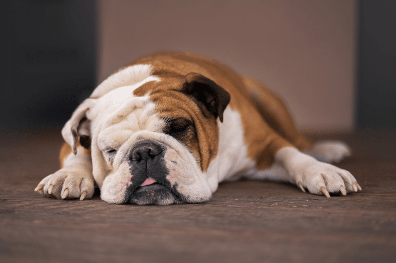 Bulldog