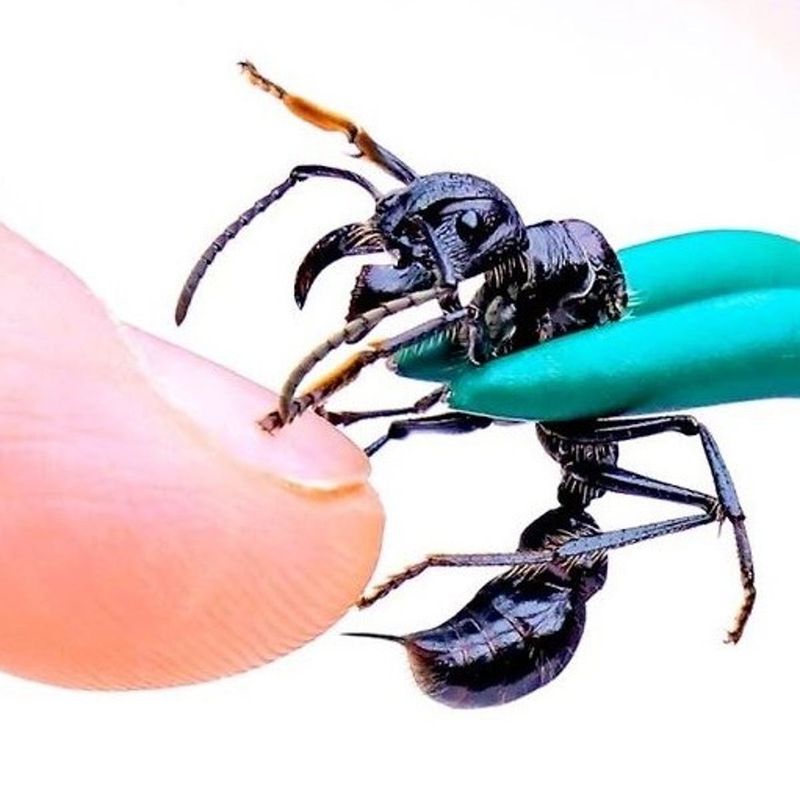Bullet Ant