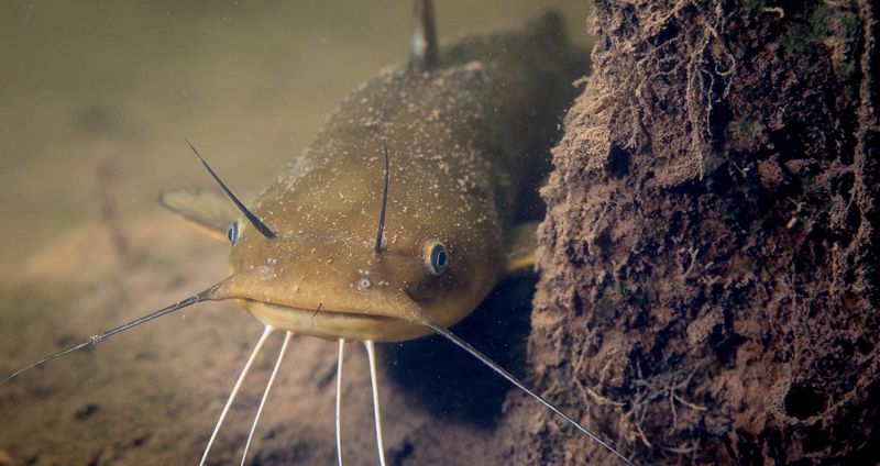 Bullhead Catfish