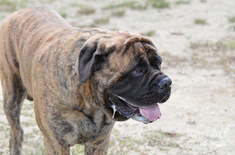 Bullmastiff