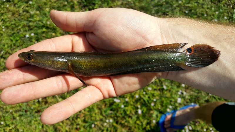 Bullseye Snakehead