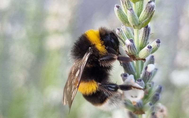 Bumblebee