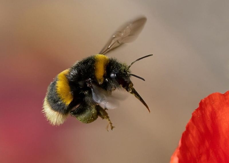 Bumblebee