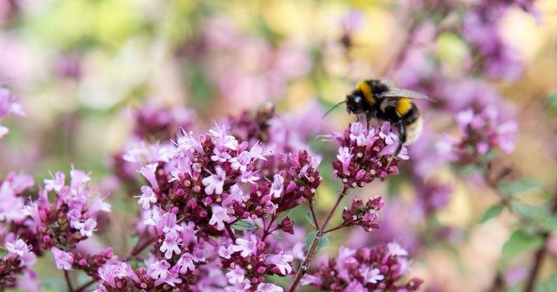 Bumblebees