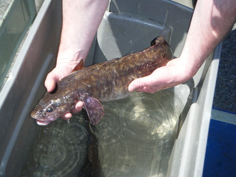 Burbot