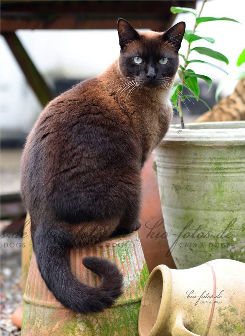 Burmese