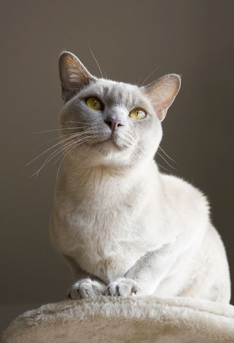 Burmese