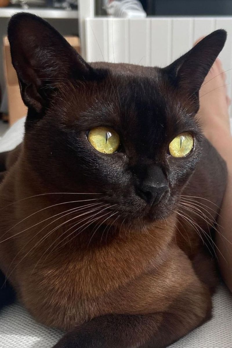 Burmese