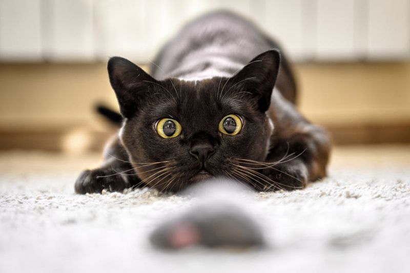 Burmese