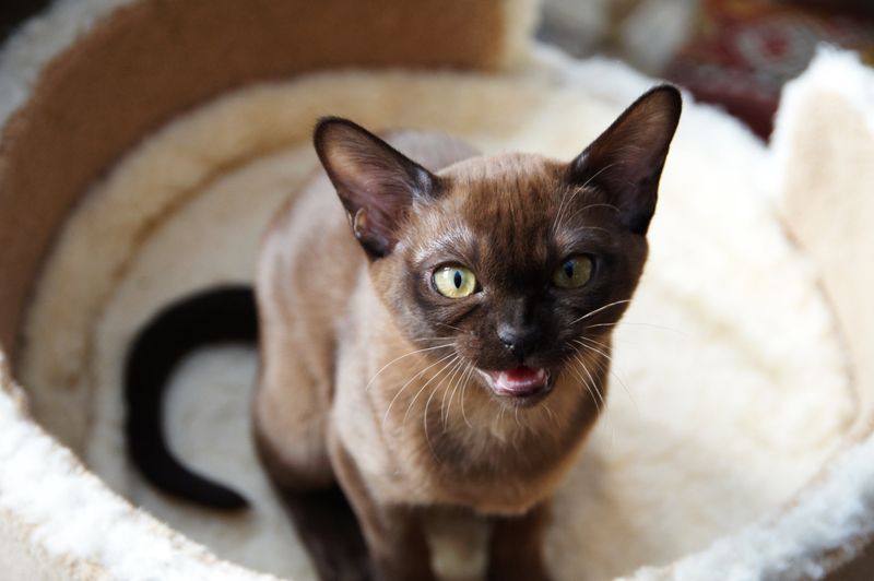 Burmese