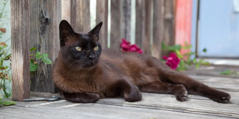 Burmese