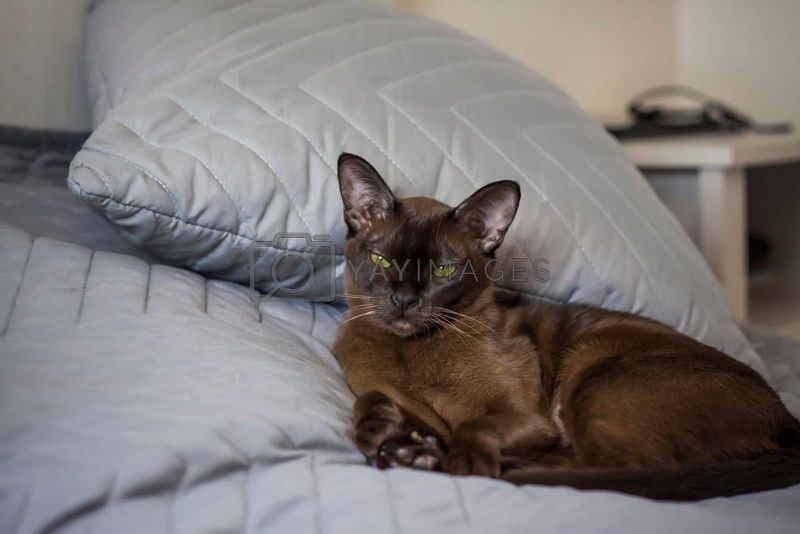 Burmese Baron