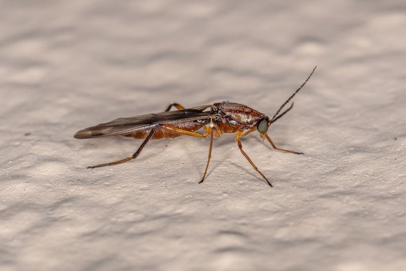 Burmese Biting Midge